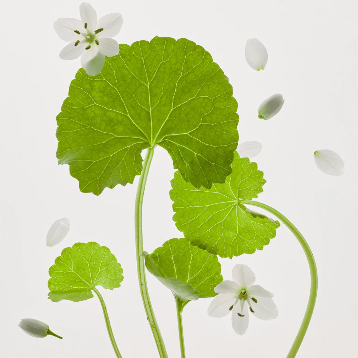 BEAUTY OF JOSEON Centella Asiatica Calming Mask 25ml(10ea)